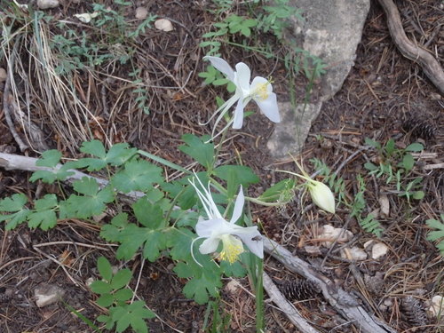 GDMBR: Traditional Blue and White Columbine in our campsite.